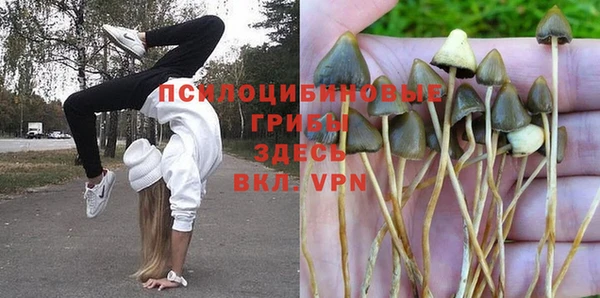 СК Зерноград